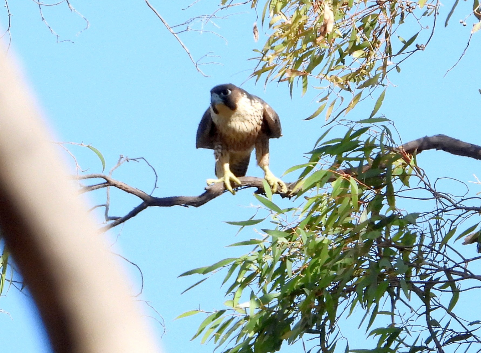 Girri in Girinyalanha – Falconcam